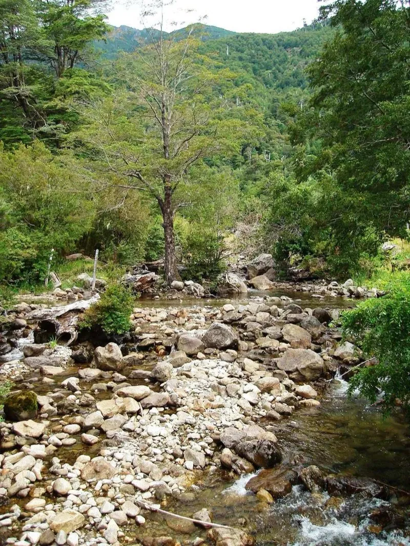 Interior del bosque nativo de araucarias en el sendero del Parque Nacional Huerquehue