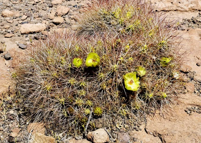 Cactus cardón en flor junto a las Termas de Puritama, flora nativa del desierto