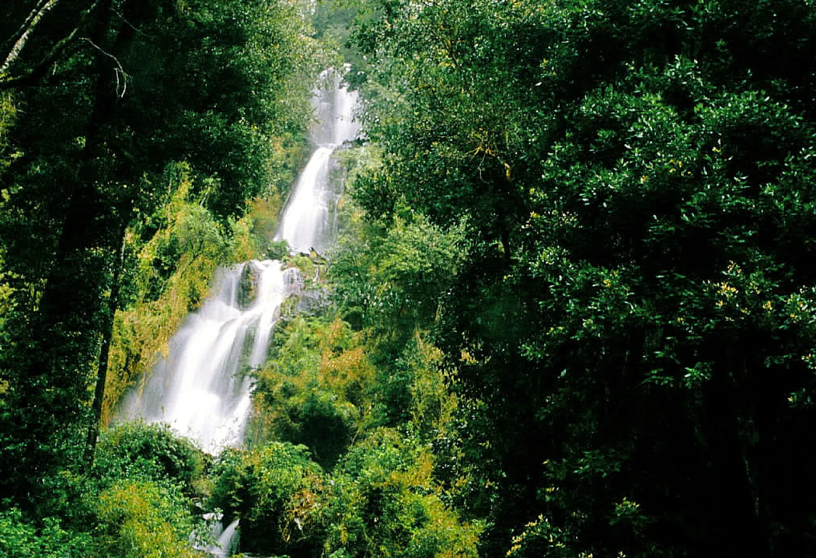 Cascada Velo de la Novia cayendo entre bosque valdiviano en Villa Peulla, PN Vicente Pérez Rosales