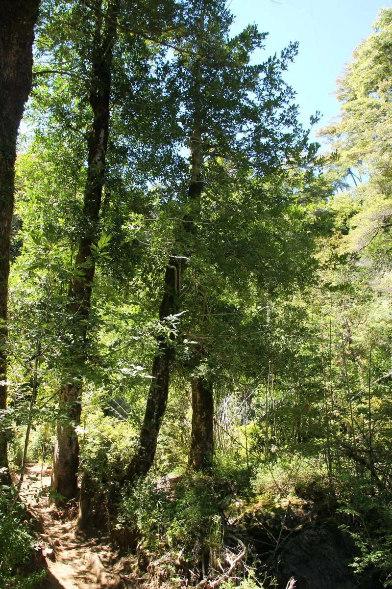 Vista cercana de cascada en la zona de Pucón, La Araucanía