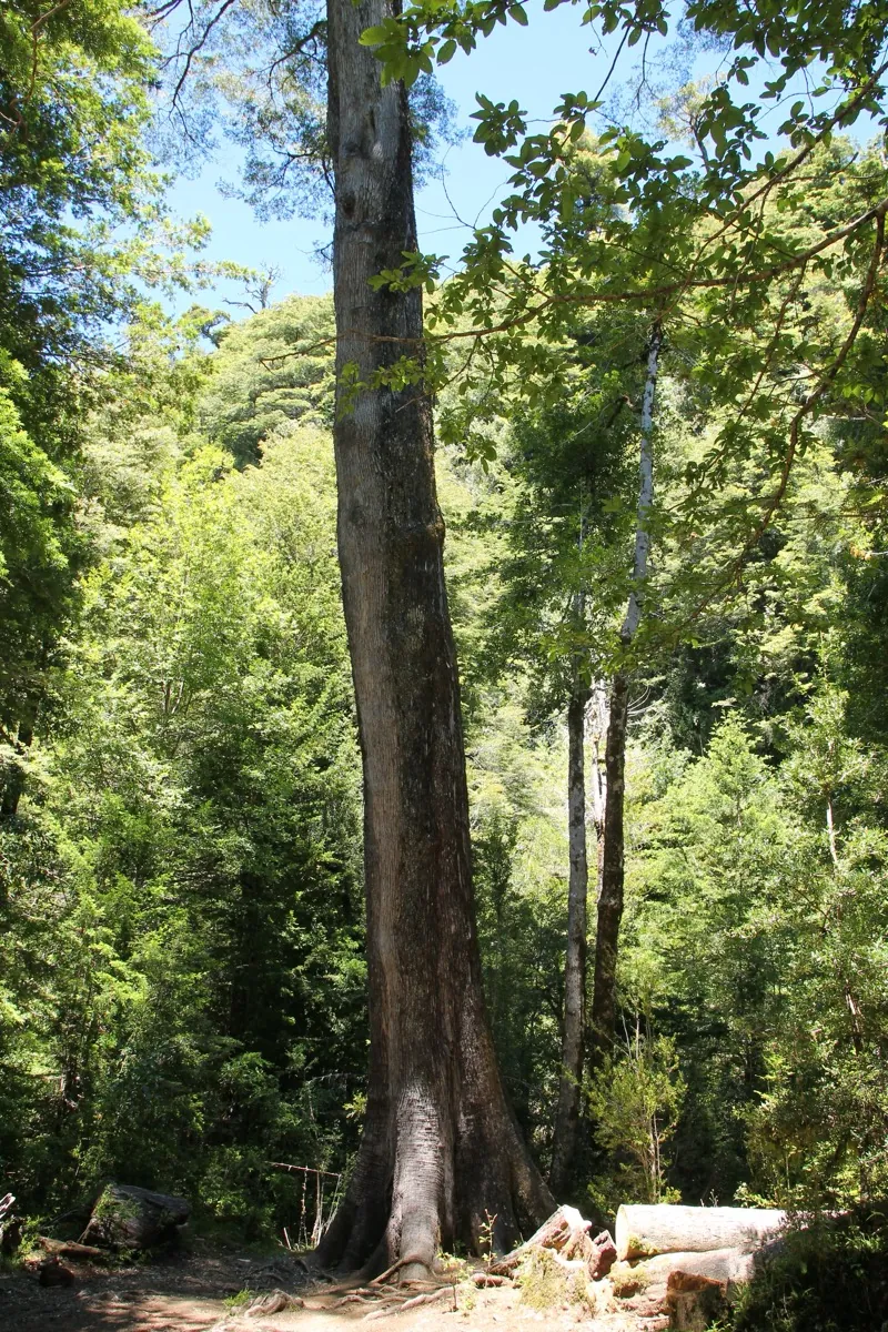 Cascada entre bosque nativo y roca volcánica en la precordillera de Pucón