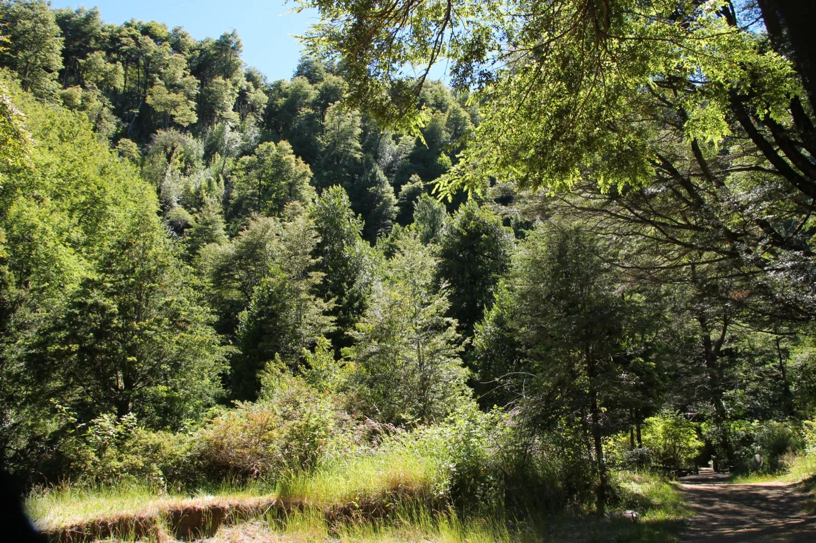 Salto del Claro, cascada de 90 metros sobre basalto volcánico en Pucón, La Araucanía
