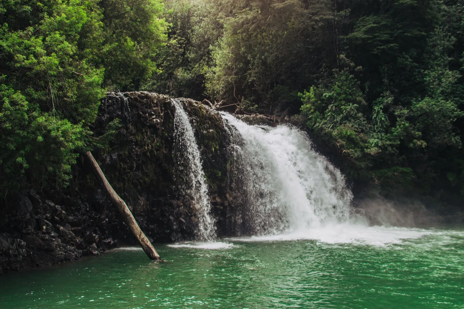 Salto del Indio cayendo entre bosque valdiviano en el sector Anticura del Parque Nacional Puyehue