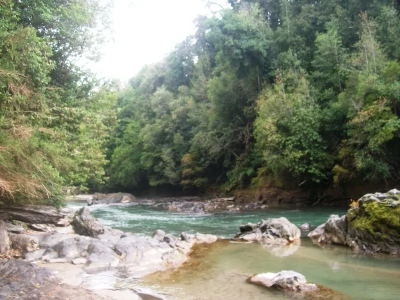 Río Gol-Gol fluyendo entre bosque nativo en el sector Anticura, Parque Nacional Puyehue