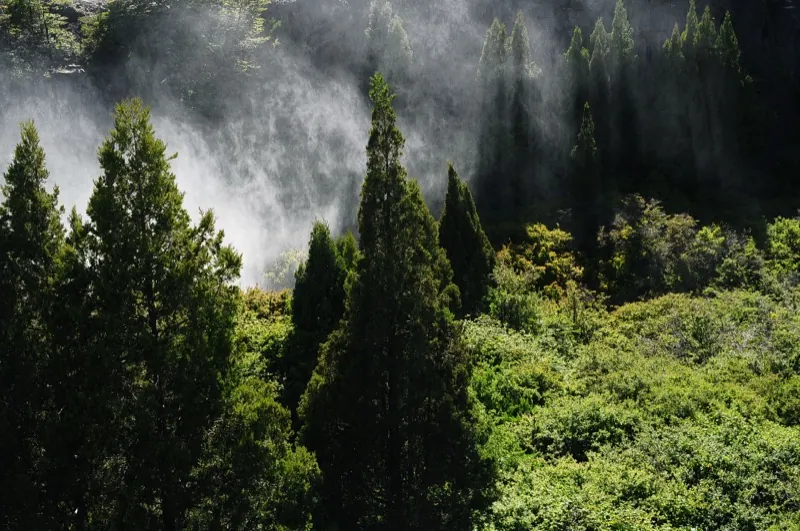 Bruma y vegetación nativa tras las cascadas del Truful-Truful en el Parque Nacional Conguillío