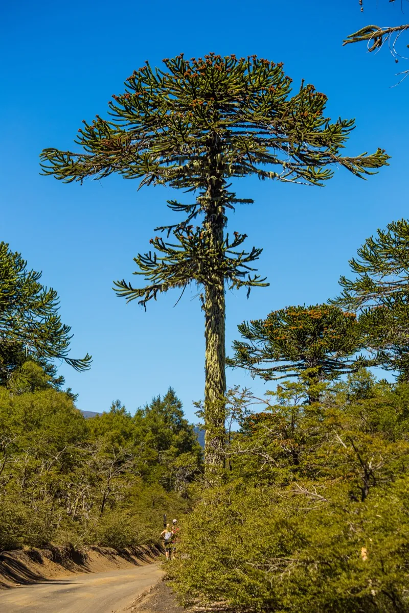 Araucarias milenarias en el Parque Nacional Conguillío, entorno del Salto Truful-Truful