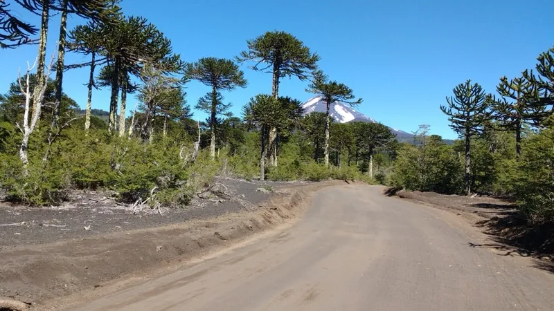 Bosque de araucarias con el Volcán Llaima de fondo en el Parque Nacional Conguillío